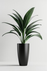 A simple plant in a black pot on a clean white surface. Suitable for various interior design concepts