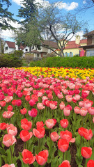 Pink and Yellow Tulips against the pleasant background of classic brownstone Canadian row houses...