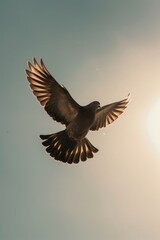 A bird flying in the sky with the sun in the background. Suitable for nature and freedom concepts