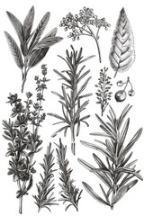 A variety of different types of herbs. Ideal for culinary, health, or gardening concepts - obrazy, fototapety, plakaty