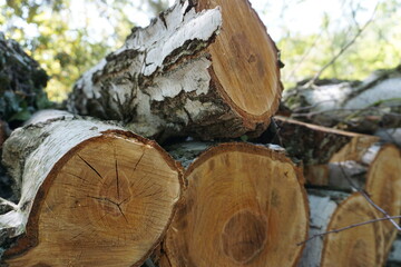 Ein Stapel Holz von gefällten Bäumen mit sichtbaren Jahresringen im Wald, Close Up