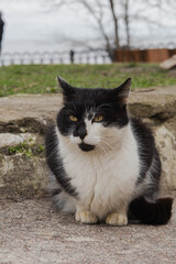 Naklejka na ściany i meble Odesa, Ukraine. March 20, 2024. A black and white cat sits on the embankment near the sea on green grass. people pass by.