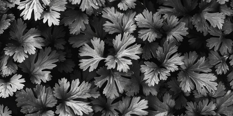 Black and white photo of a bunch of leaves, suitable for various design projects