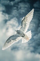 A serene image of a white bird soaring through a cloudy sky. Perfect for various nature and freedom concepts