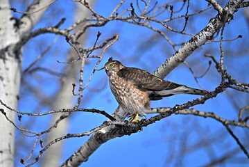 Sharp-shinned Hawk