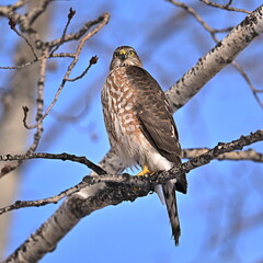 Sharp-shinned Hawk