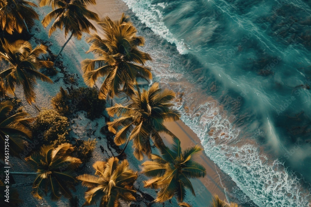 Poster aerial view of a beach with palm trees. perfect for travel websites