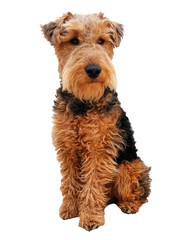 Dog. Airdale, Welsh terrier puppy, cute, adorable pet.	