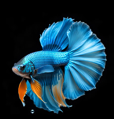 amazing bright azur color Betta fish with long tail and fins posing against black background. close up. Digital artwork.  Ai generated - 765176342
