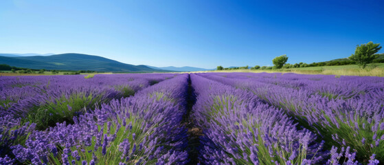 Panoramic view of a blooming lavender field