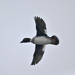 COMMON GOLDENEYE, FEMALE