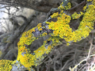 Close-up of yellow-green lichen Xanthoria parietina  on tree branches in the forest