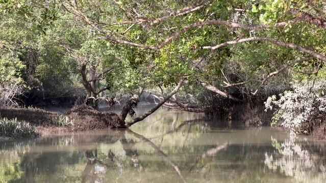 high resolution HD footage of Sundarbans National Park.this video was taken from Sundarbans,Bangladesh.