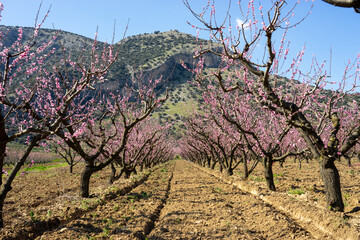 Orchards of Peach with Pink Flowers - Blooming Farmland