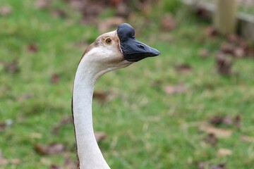 Obraz premium Portrait of a Chinese goose (anser cygnoides domesticus)