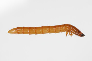 Wireworm Agriotes sp a click beetle larva. Wireworms are  important pests that feed on plant roots. Side view.