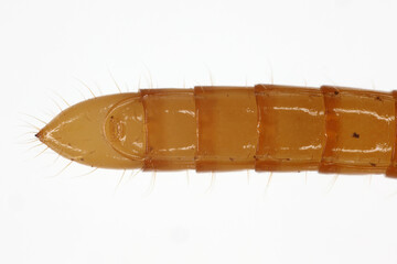 Wireworm Agriotes sp a click beetle larva. Wireworms are  important pests that feed on plant roots. View from below.