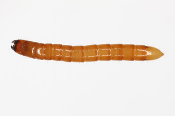 Wireworm Agriotes sp a click beetle larva. Wireworms are  important pests that feed on plant roots....