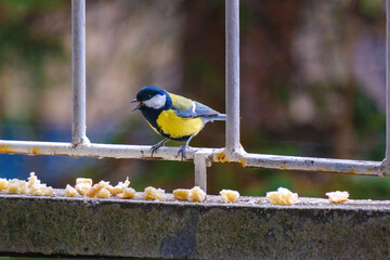 The great tit (Parus major) is a passerine bird in the tit family Paridae. Wildlife scene from nature.