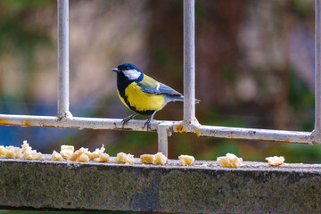 The great tit (Parus major) is a passerine bird in the tit family Paridae. Wildlife scene from...