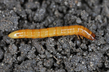 Wireworm Agriotes sp a click beetle larva. Wireworms are  important pests that feed on plant roots. A larva on the soil.