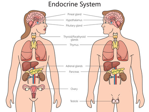 Human Endocrine system structure diagram hand drawn schematic vector illustration. Medical science educational illustration