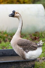 Portrait of a Chinese goose (anser cygnoides domesticus)