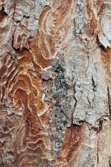 Tree bark texture closeup