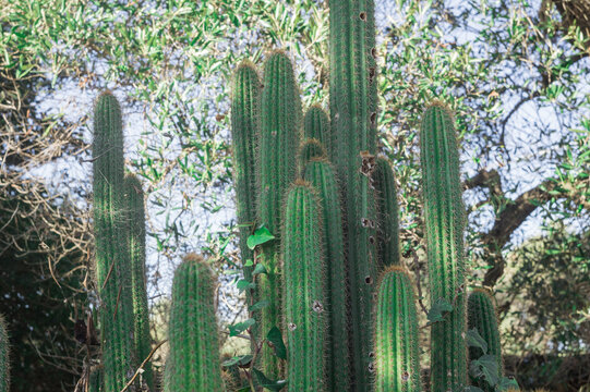gruppo di cactus
