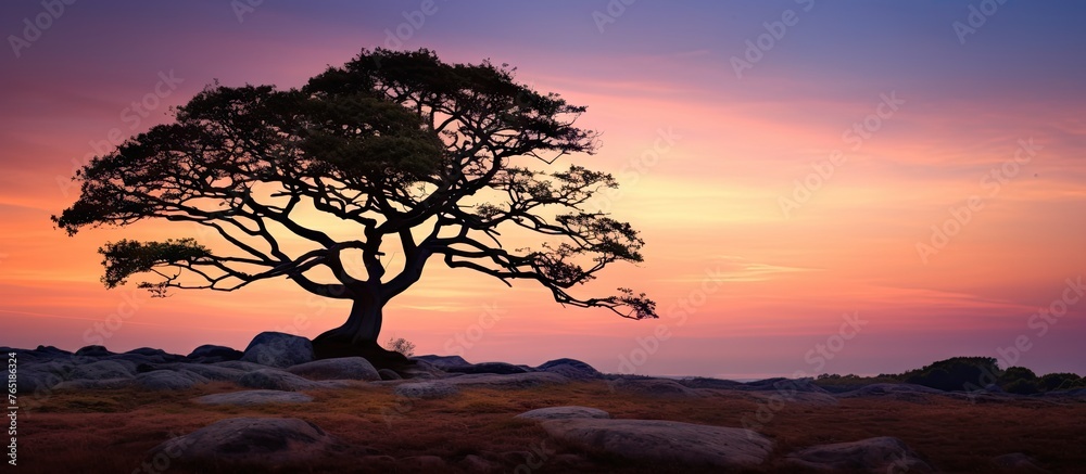 Sticker Tree on a rocky hill with sunset in the background