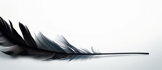 Fototapeta premium Black feather on white surface