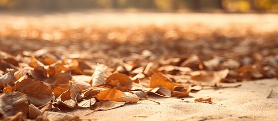 Sunlit leaves scatter on the ground