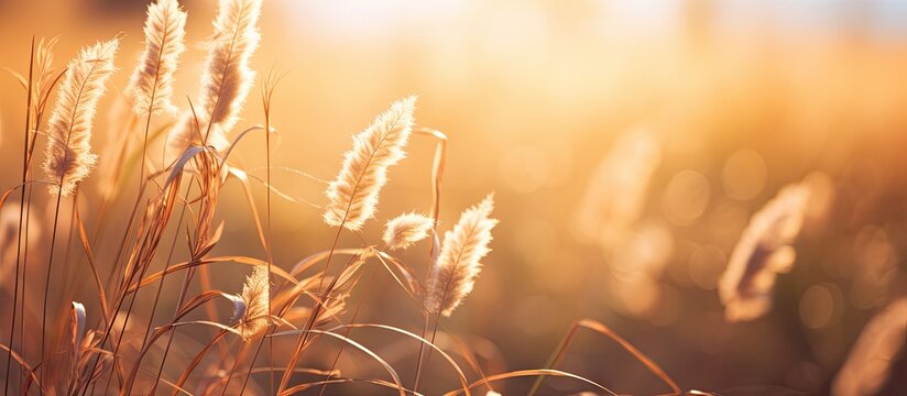 Tall blades in sunlight with hazy backdrop - Powered by Adobe