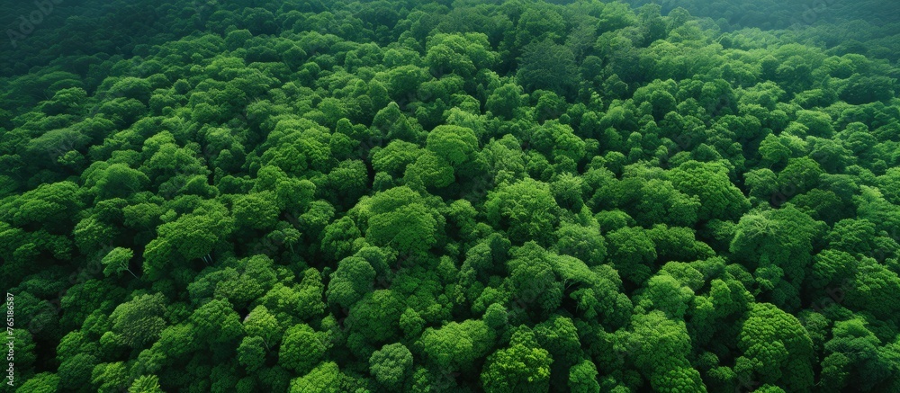 Sticker Aerial view of a lush forest canopy