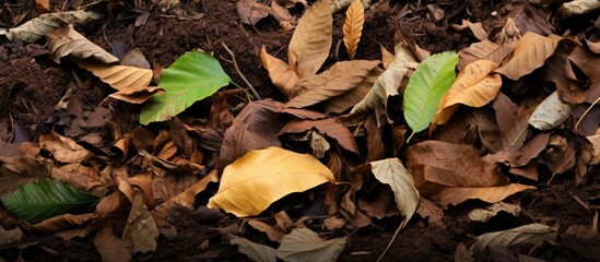 autumn leaves on the ground
