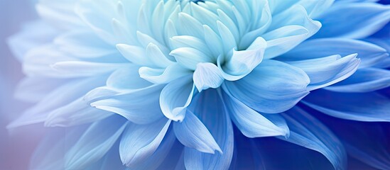 Fototapeta premium Close up of a blue flower with blurred background