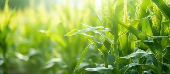 Fotobehang Sunlight filtering through corn leaves in a lush field © Ilgun
