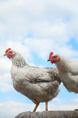 two chickens against the sky, looking into the frame, poultry, laying hens, bird flu, poultry farm, isolate