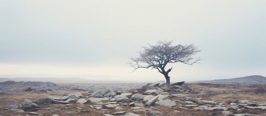 Lonely tree on rocky hill with scattered rocks