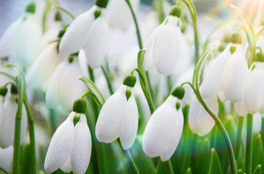 beautiful white spring flowers snowdrops in the sun, postcard, spring, sun, nature