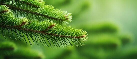 Fototapeta premium Close-up of pine tree branch with fresh green cones of European spruce