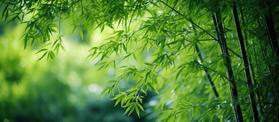 Close-up of lush bamboo tree in background