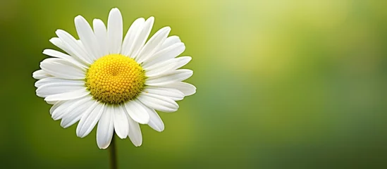 Fotobehang A white flower with a yellow center close up © Ilgun