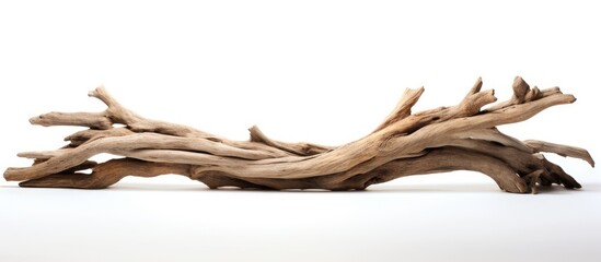 Driftwood on a white surface