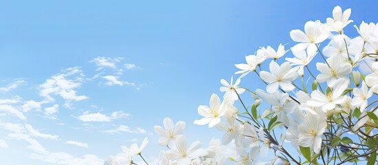 White flowers against a vivid blue sky