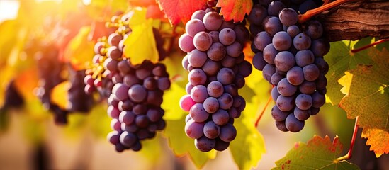 Ripe grapes hanging on vine in vineyard