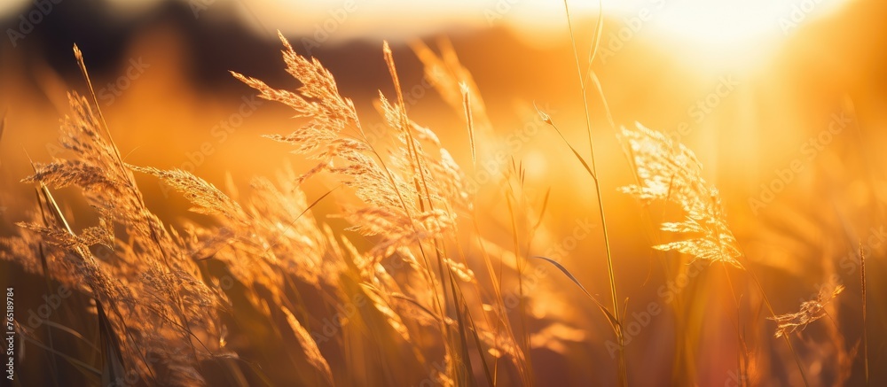 Poster Golden sunlight illuminating long grass field