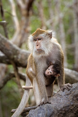 Long Tailed Macaque Mother and Infant in Langkawi Mangroves, Malaysia