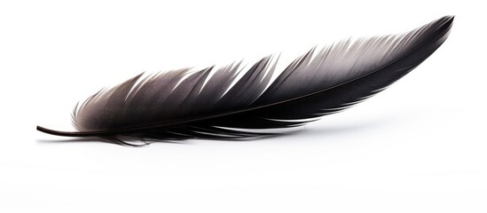 Black feather on white background