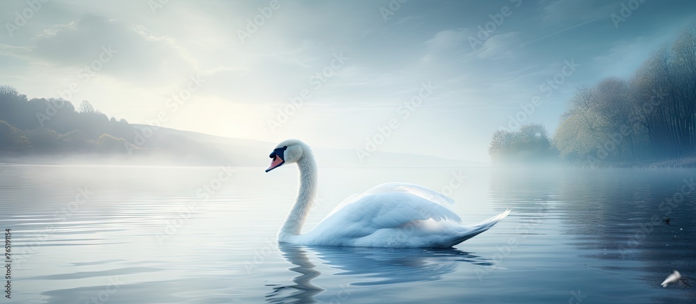 Wall mural White swan gracefully floating on a tranquil lake